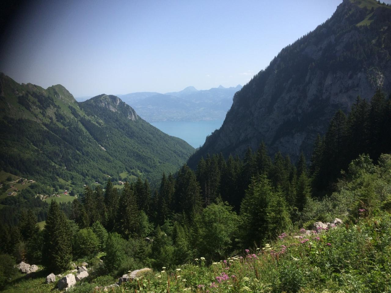 on sort de la forêt