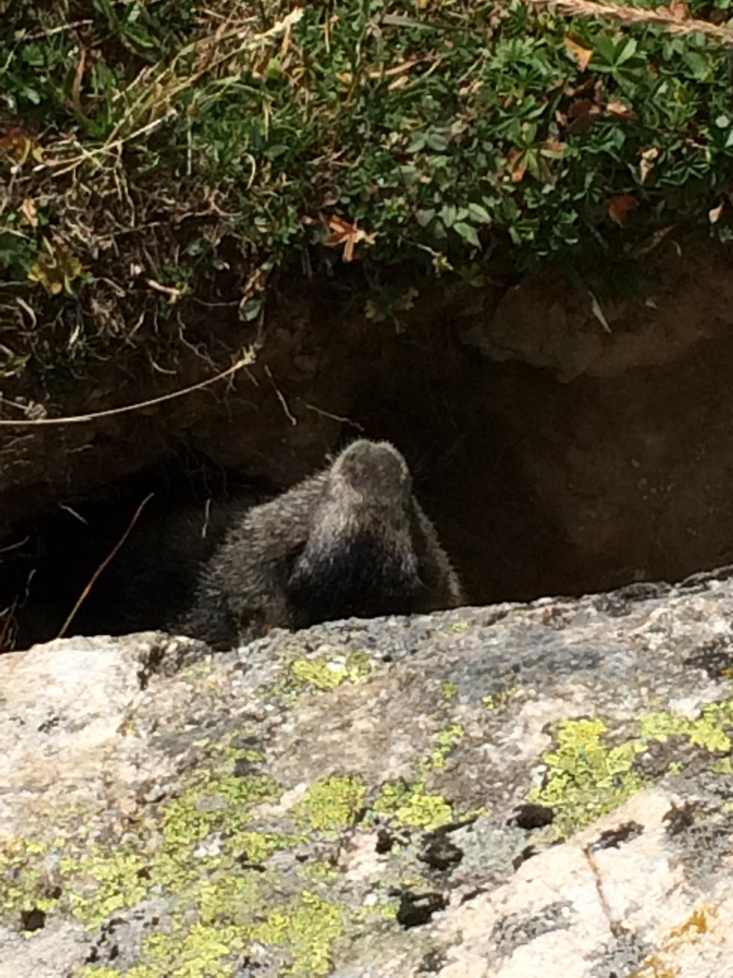 Elle est là la marmotte !!!