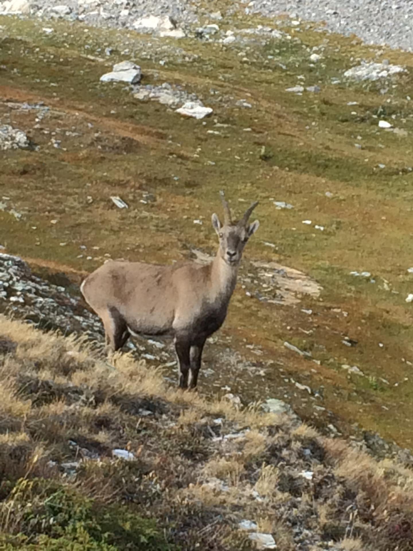 Que se dit le chamois ?